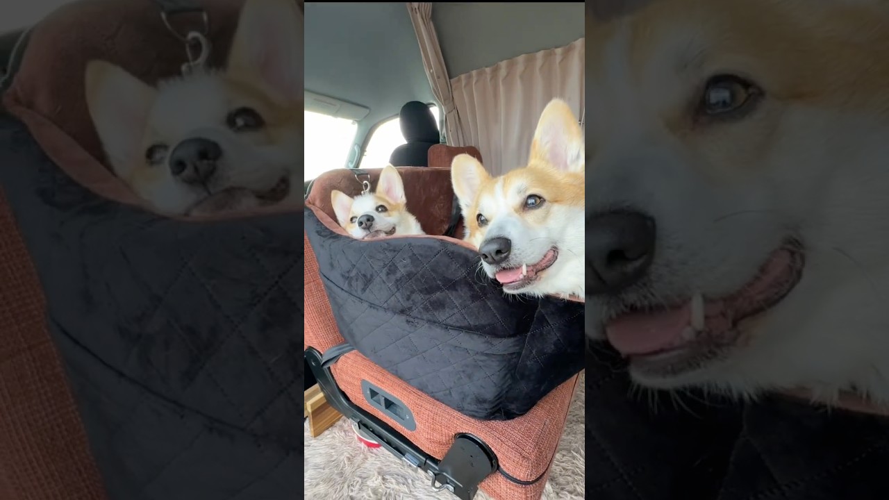 秒で顎乗せするコーギー🐶ふかふかドライブベッドが最高だったLealchum004 L