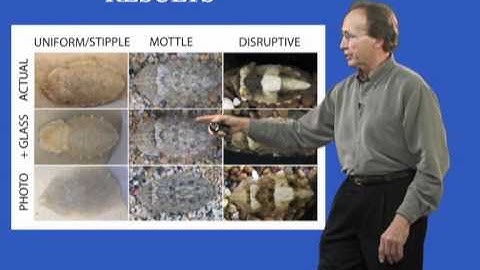 Roger Hanlon (MBL) Part 2: Exploring Mechanisms of Visual Perception