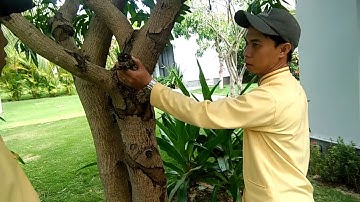 Hướng dẫn cắt tỉa hoa, cây bụi và cây bóng mát