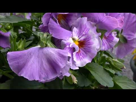 ビオラ・パンジー（2024年3月）