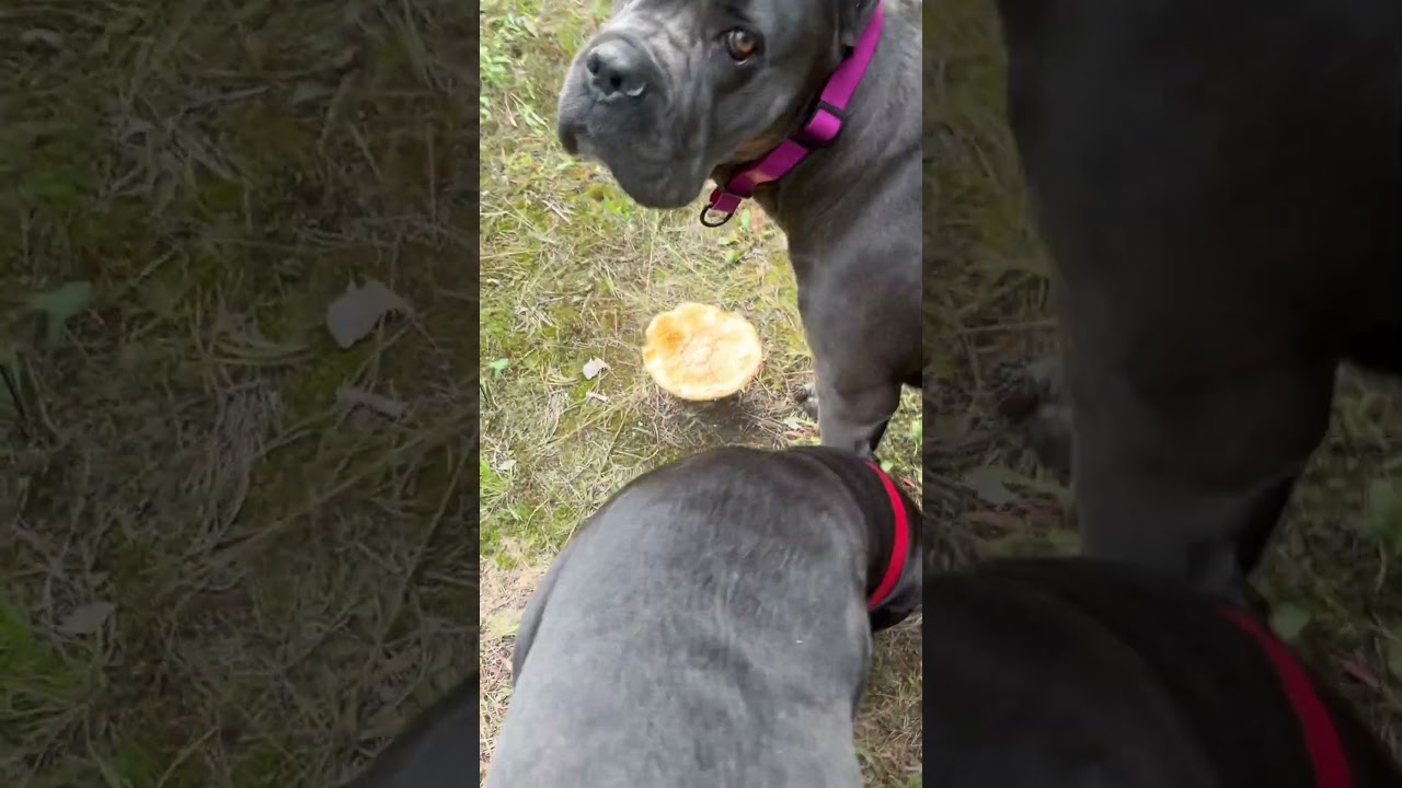 Тайра и Тесса нашли мухоморы 