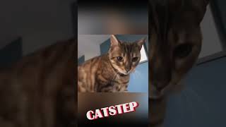 Auto Tune Cat Remix #shorts