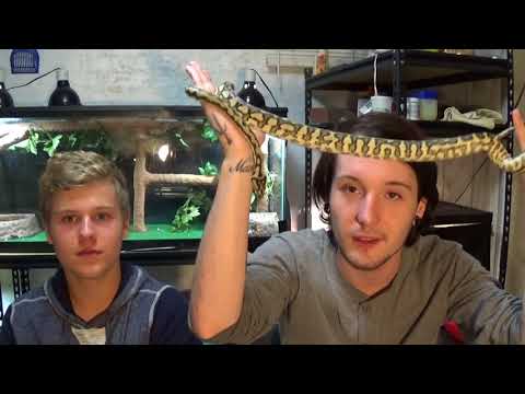 10 Common Snake Misconceptions