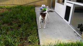 Celebrity Hello Baxter! Wealth