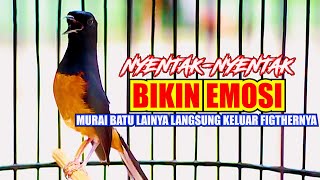 TEMBAKAN MURAI BATU GACOR 100%AMPUH PANCING EMOSI MURAI BATU LAIN AGAR NGAMUK KELUAR FIGHTERNYA