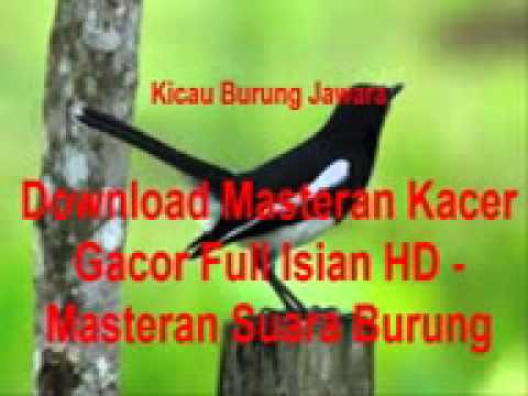 Download Masteran Kacer Gacor Full Isian HD - Masteran 