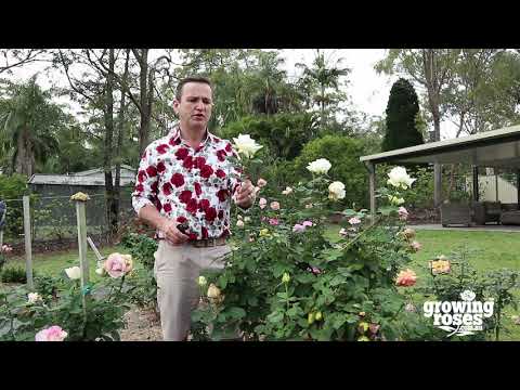 วีดีโอ: รักษา Botrytis Blight In Roses