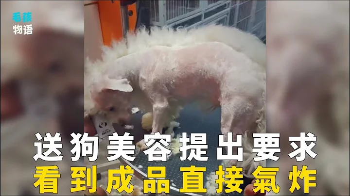 主人送狗美容提出要求，寵物店老闆查看進度氣炸了：等著收律師函吧！ - 天天要聞