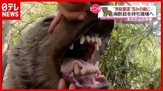 【子グマ救出】野生のクマ救助活動の一部始終　アルメニア