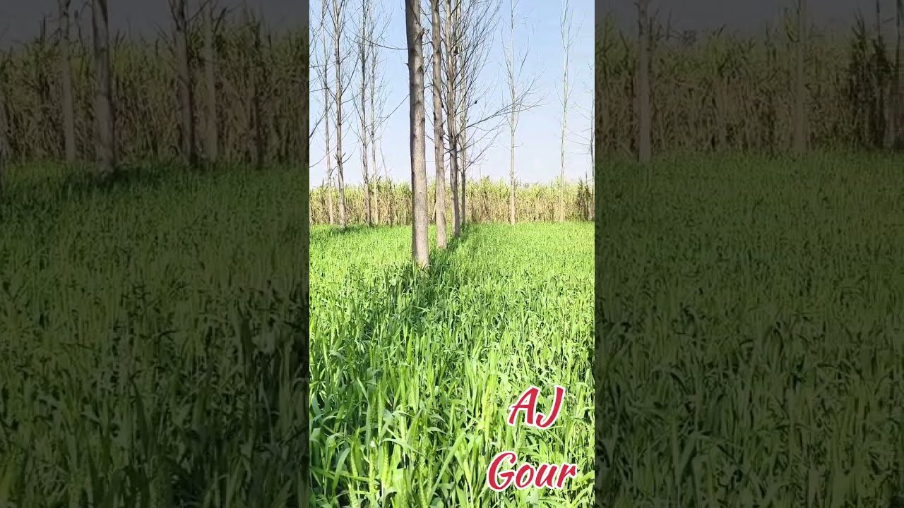जिन्होंने मज़ाक उड़ाया था… आज वही पॉपुलर पेड़ देख रहे हैं 😎🌳 #ajfarmhouse Farming#3SaalKaResult