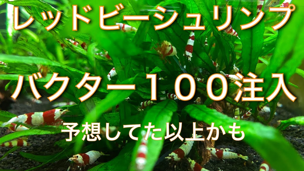 レッドビーシュリンプ　バクター１００注入