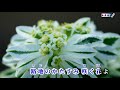 増位山太志郎【白雪草】カラオケ