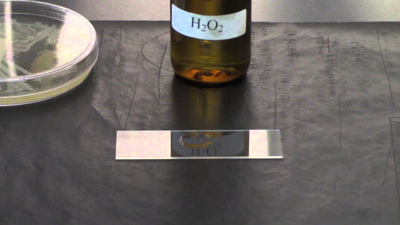 BIO 2192 UNIT 8 - Catalase Test