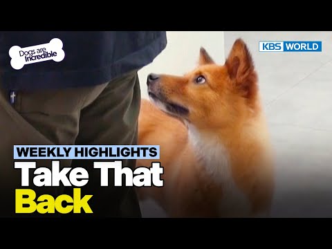 [Weekly Highlights] He Would&amp;#39;ve Been Put <strong>Down</strong>🐶💀 | KBS WORLD <strong>TV</strong> 231017