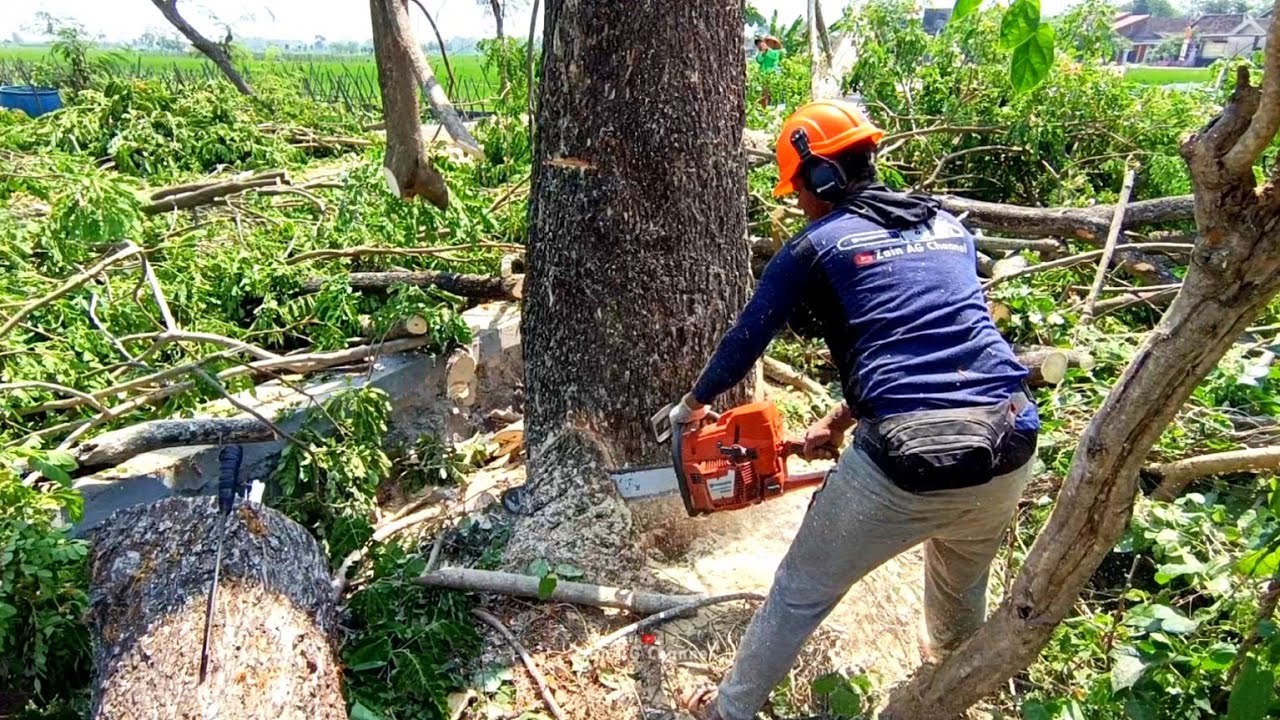 disturbing farmers..!! Cutting raindrop trees disturbs the plants - YouTube
