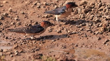 Swallow collecting mud for nest making