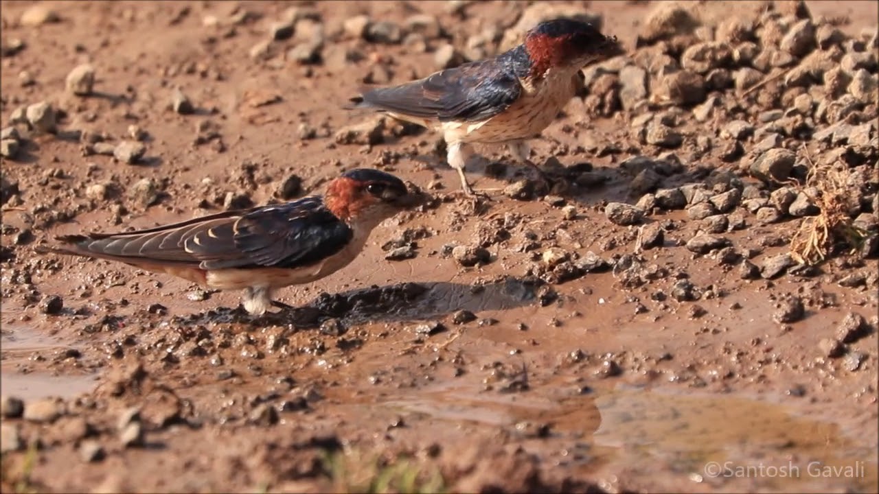 Swallow collecting mud for nest making