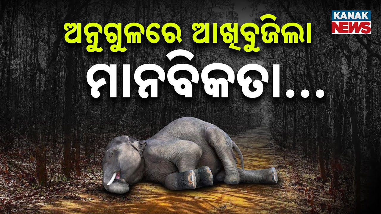 Special Report: Tragic Elephant Story: Innocent Life Lost to Human Betrayal