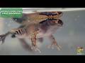 WORLD FROG DAY FROG BONANZA!