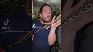 Check out Bruce the burmese python #hillbillyexoticsusa #burmesepython
