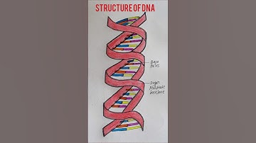 DNA diagram😱 #DNA structure #shorts