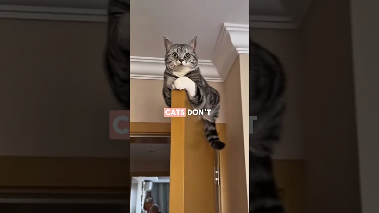 Can Cats Open Doors: Surprising Facts About Feline Intelligence