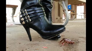 N40 Bug Crush Teaser -   Black Boots and Crayfish