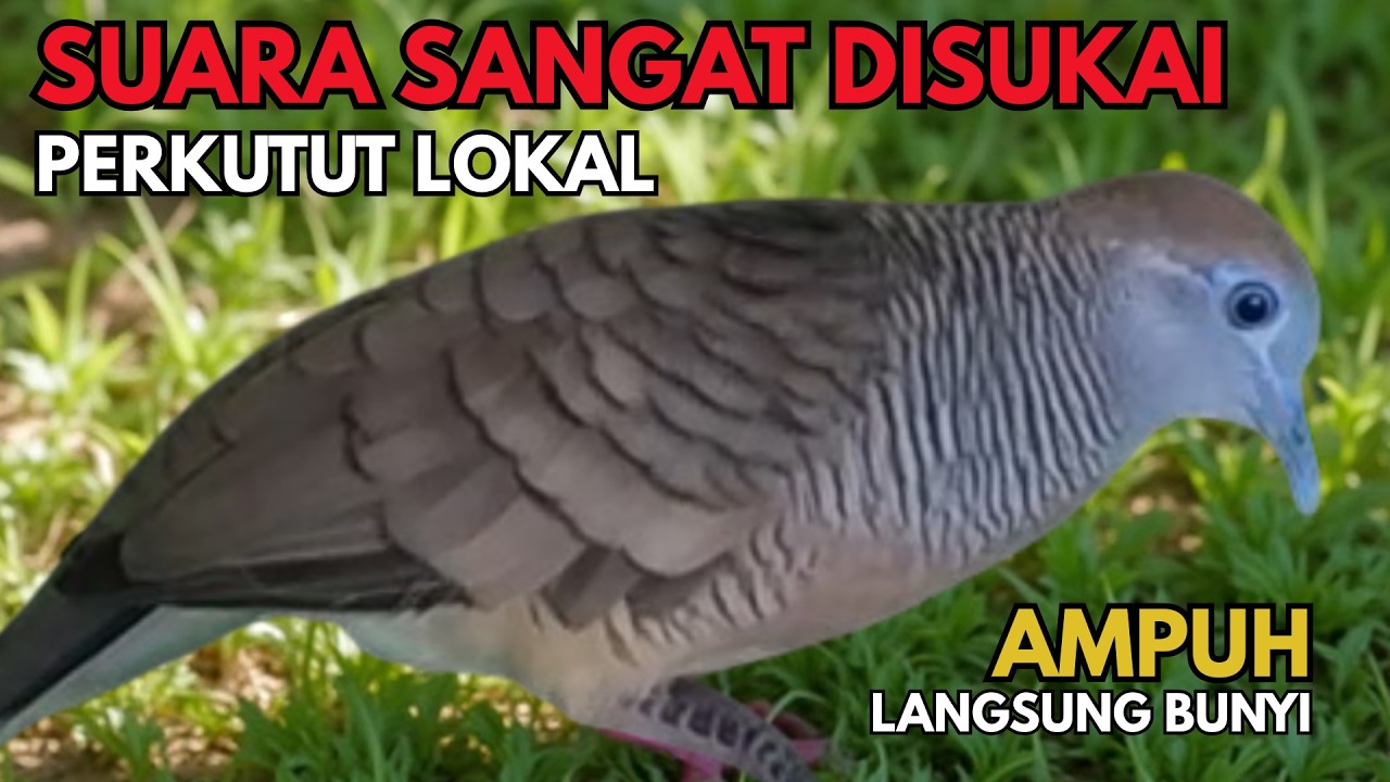 Perkutut Lokal Gacor Suara Paling DiSUKAI - Pancingan Semua Burung Perkutut Agar Cepat Bunyi - L67