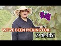 Come Pick Grapes 🍇 With Us! | House Sitting at the Farm!