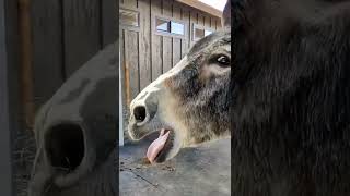 Donkeys used to bray like this, more rhythmically#shorts #funny