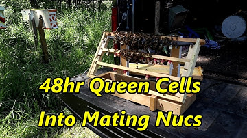 ✅ Queen Cells Into Mating Nucs