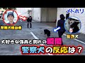【番外編】ついにお別れの時。警察犬はどんな反応をするのか?#卒業【メトポリ】