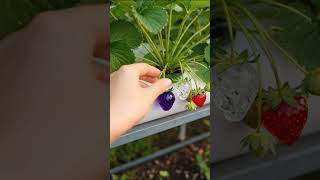Stunning Crystal Strawberry Harvest ASMR | Created with Veo 3 Net Worth