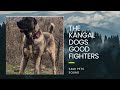 THE FIGHTING OF KANGAL DOGS #kangal #animals #kangalkeşfet #kangalköpekleri #aggression #viralvideo