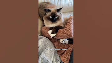 Почему кошки любят запах пота