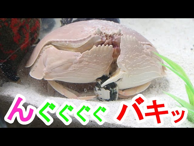マルソデカラッパ 缶切りバサミでアサリ割っちゃう！怪力♪ バキバキ