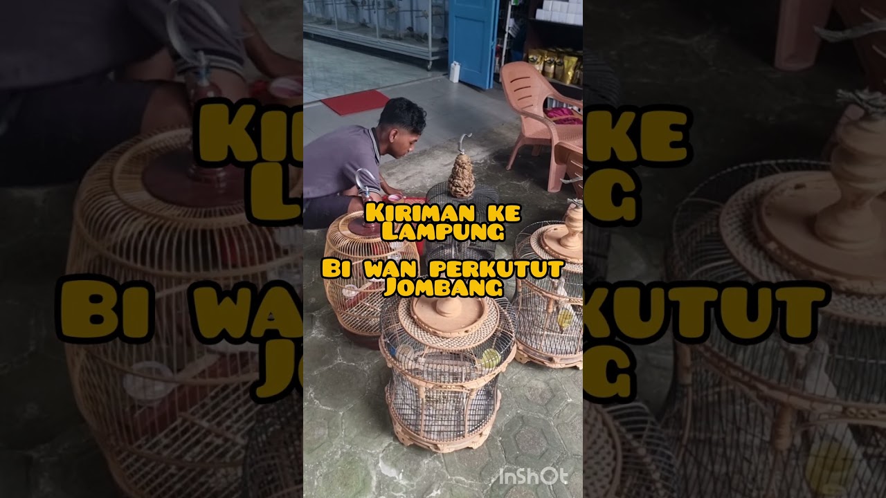 28/01/26. 088-168-00-001. Kiriman Ke Lampung Dr BiWan Showroom Perkutut Jombang JATIM.