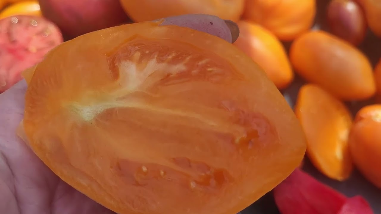 Обзор томатов моей селекции в разрезе.28.07.2025г.