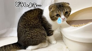 🐈トイレに虫がいておしっこできなくなっちゃった猫がこちらです…泣