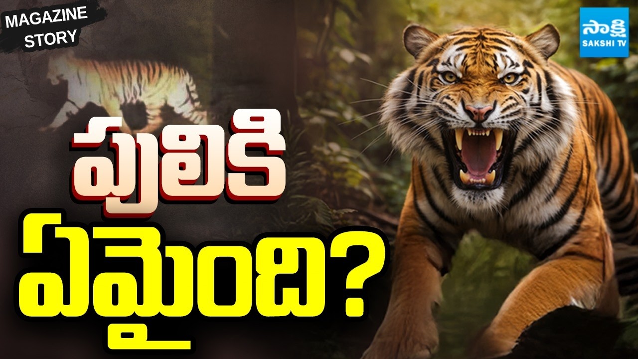ఆమ్మో పులి| Why Tiger Leaving Forest ? | Tiger Fear in AP and Telangana | Magazine Story | Sakshi TV