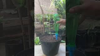 Water saving drip irrigation system. #farming #garden #gardening #pupukcair
