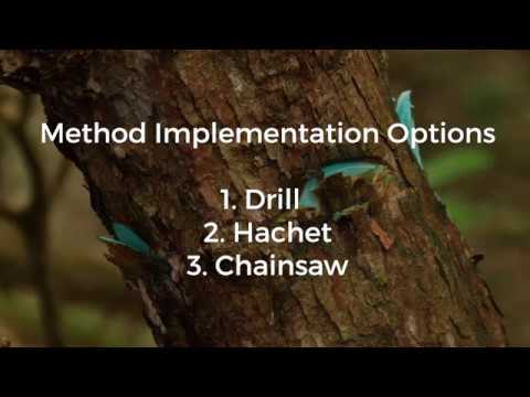 Rhododendron Control Stem Injection BACKGROUND