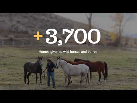 Wild Horse and Burro Adoption Incentive Program 2022 Update