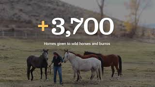 Wild Horse and Burro Adoption Incentive Program 2022 Update