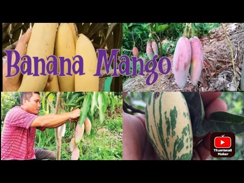 www thaiall com  Update 2022  Banan mango plant || 7001539278 || Westbengal