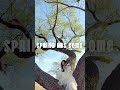 日本の歌【春が来た】木の上でギター弾き語り/春分の日/LowdenWL-25 #ギター弾き語り女子 #ギター