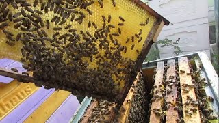 какой размер ячейки строят пчелы при свободной отстройке, если подставлялась вощина с разной ячейкой