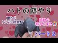 ハトの餌やりにリベンジ!感動の結末が!?ハトと心を通わす事が出来るのか!?