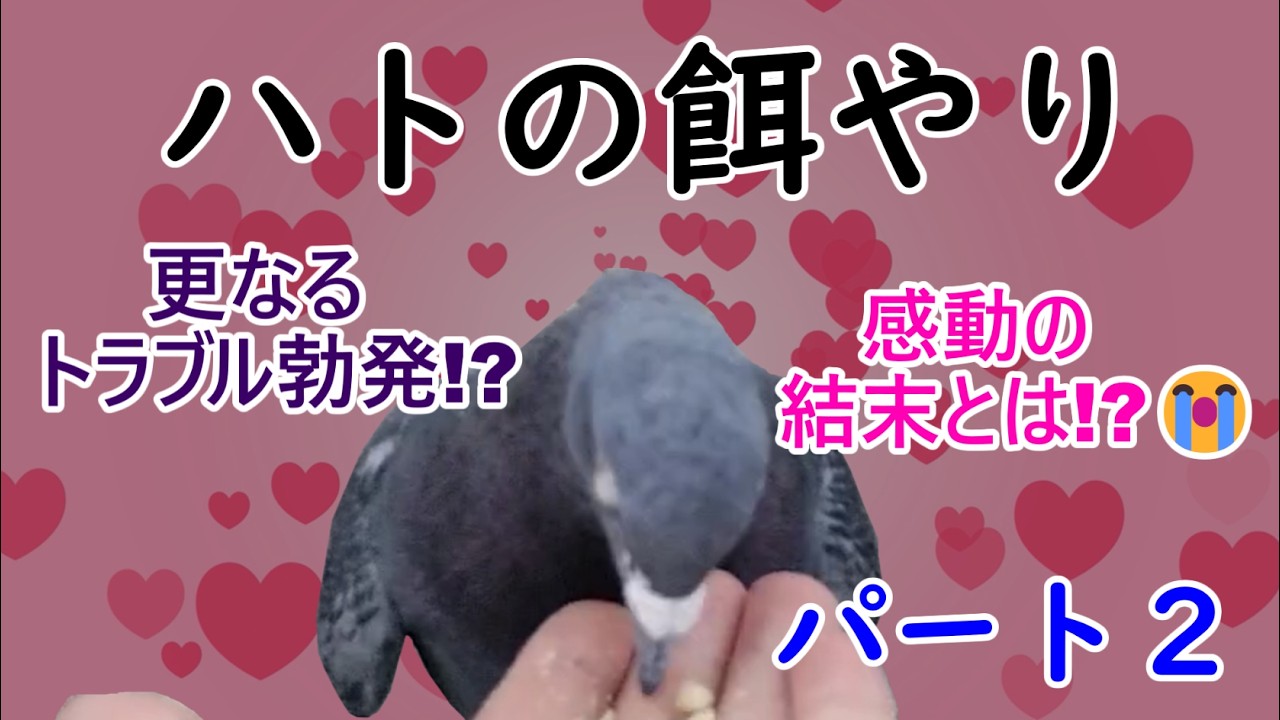 ハトの餌やりにリベンジ!感動の結末が!?ハトと心を通わす事が出来るのか!?