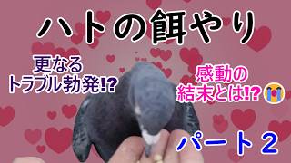 ハトの餌やりにリベンジ!感動の結末が!?ハトと心を通わす事が出来るのか!?